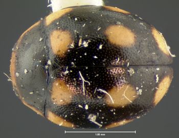Media type: image;   Entomology 6710 Aspect: habitus dorsal view